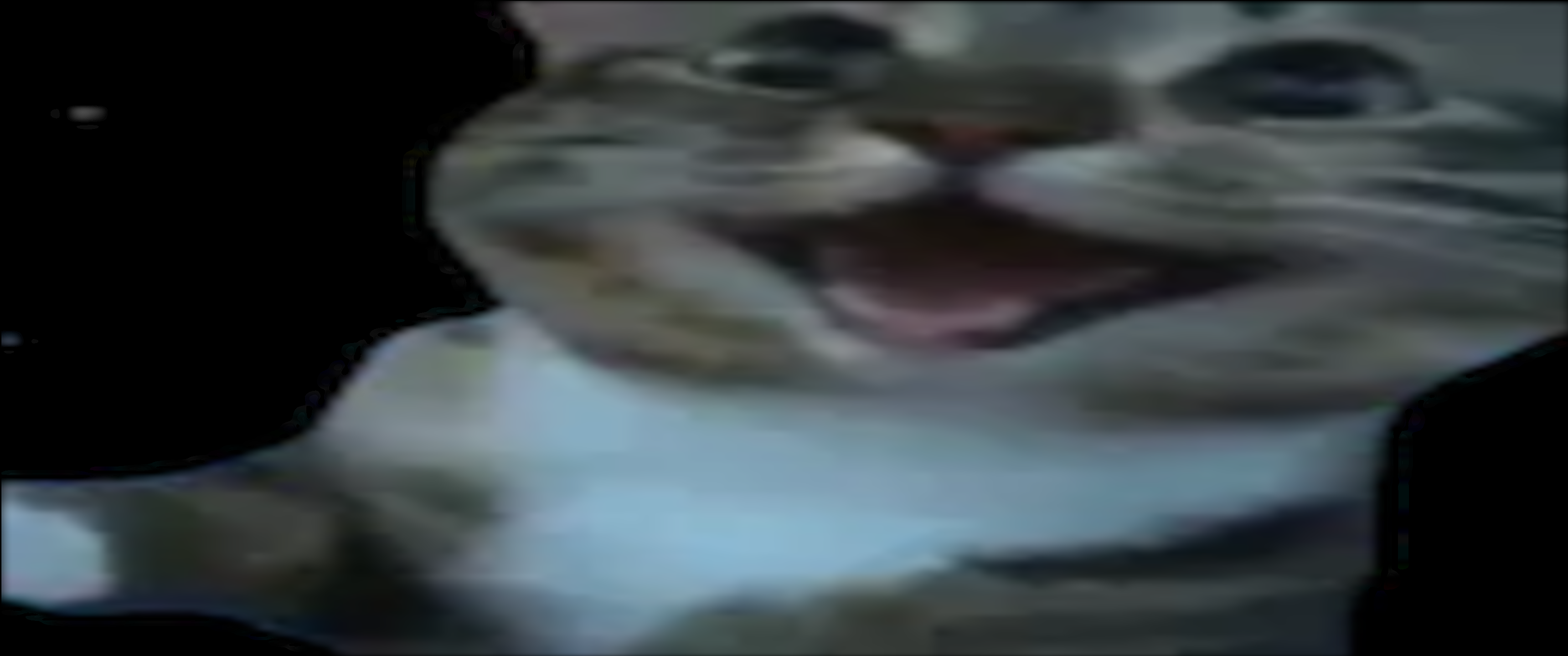 cat.png