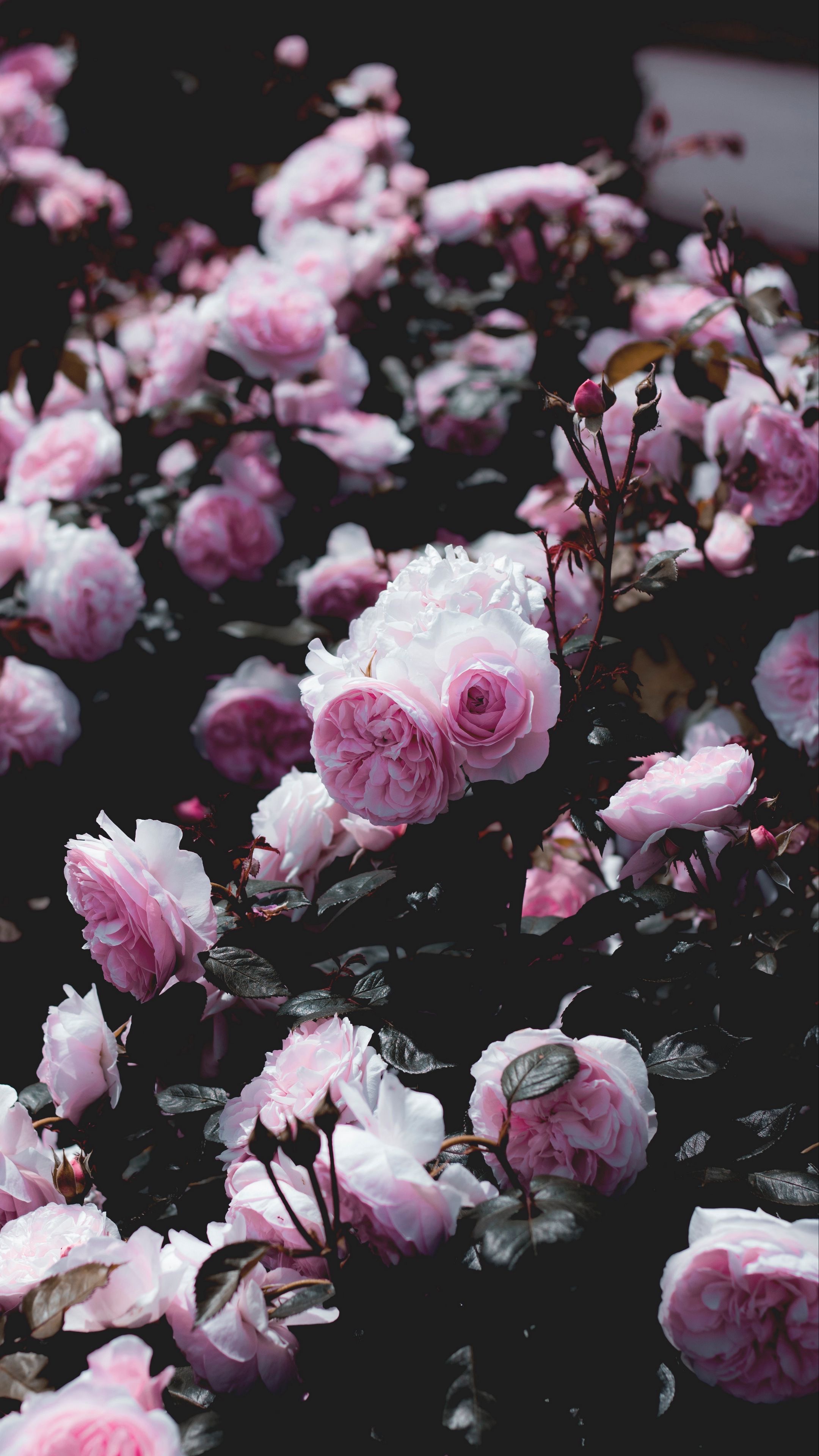 pink_flowers.jpeg