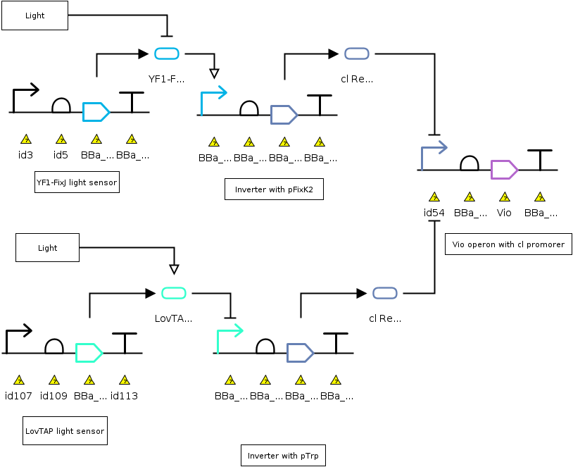 Light dependent Vio. production.PNG