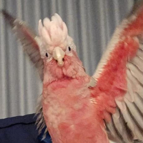 discusser-avatar