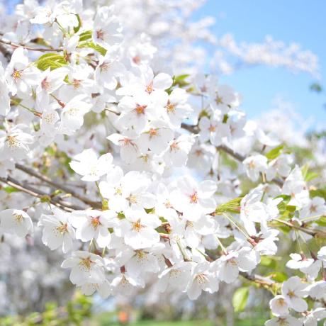 Kokecoco
