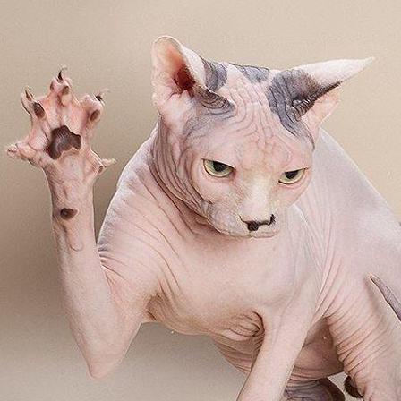 discusser-avatar