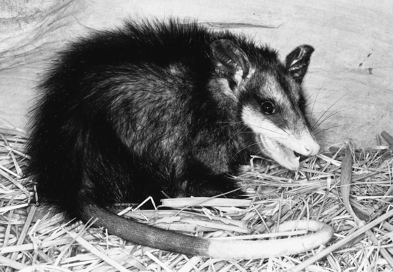 Black Phase Virginia Opossum