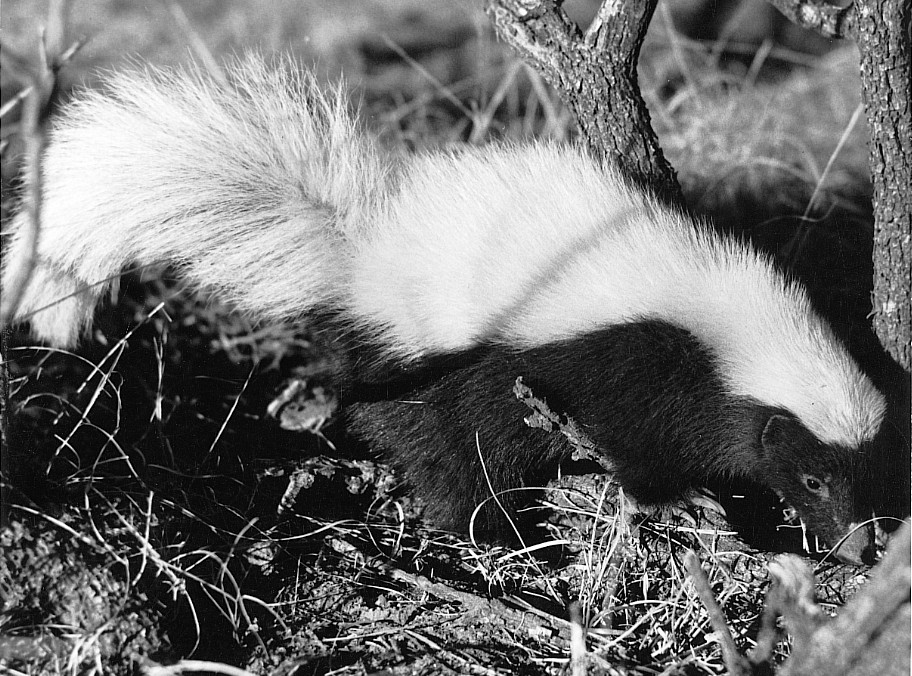 Conepatus leuconotus