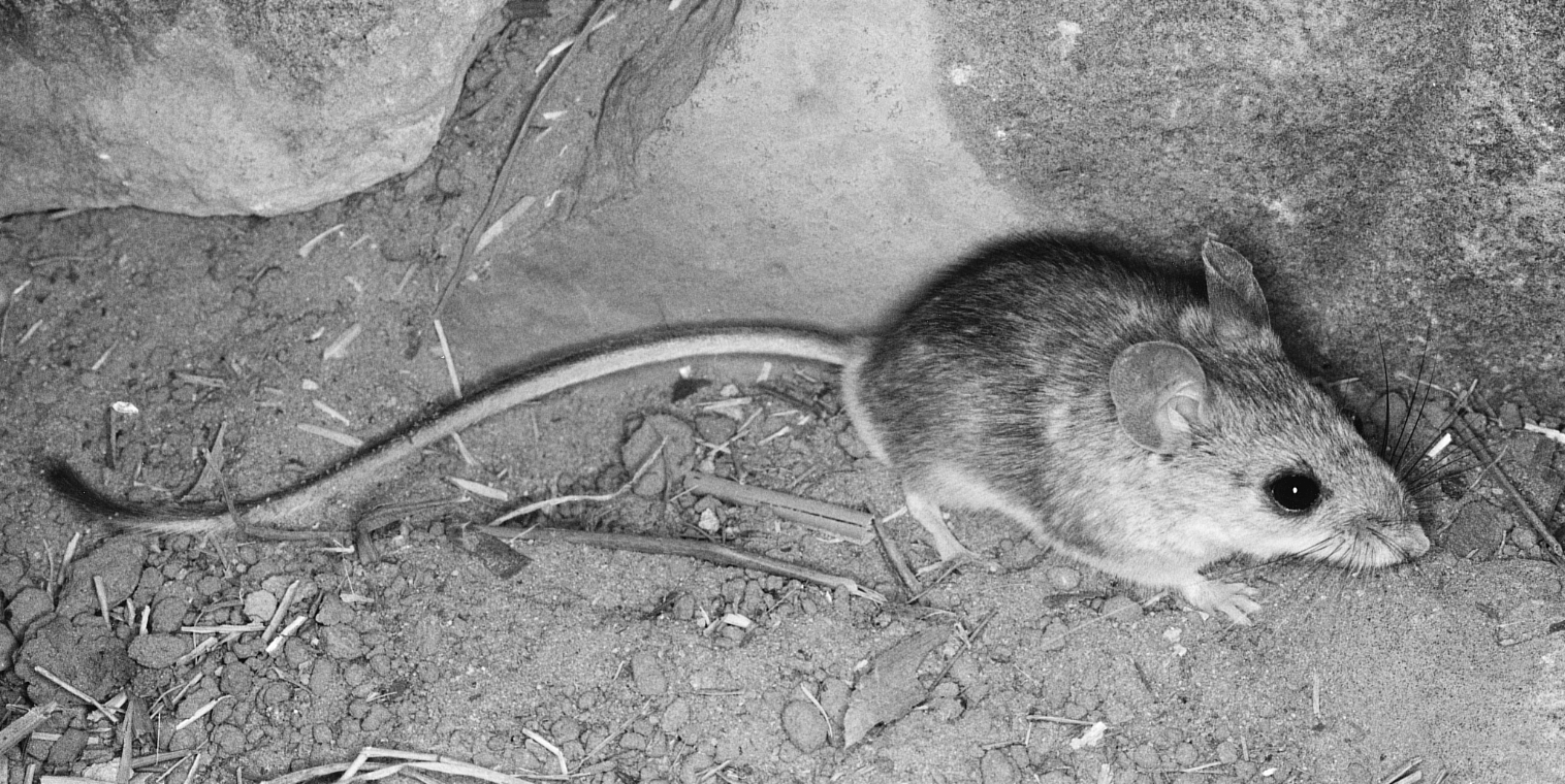 Peromyscus nasutus