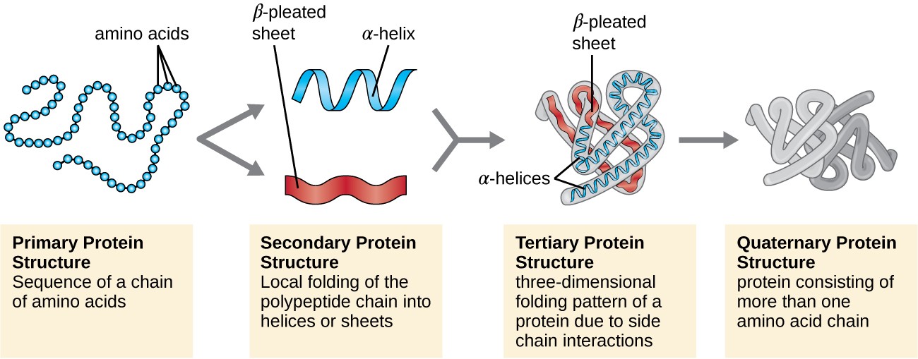 Proteine_structures.jpg