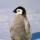 LuciPengu