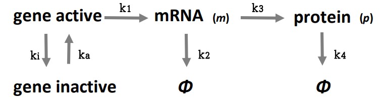 simplest_protein_synthesis_model.jpg