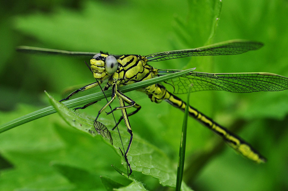 dragonfly_1.jpg