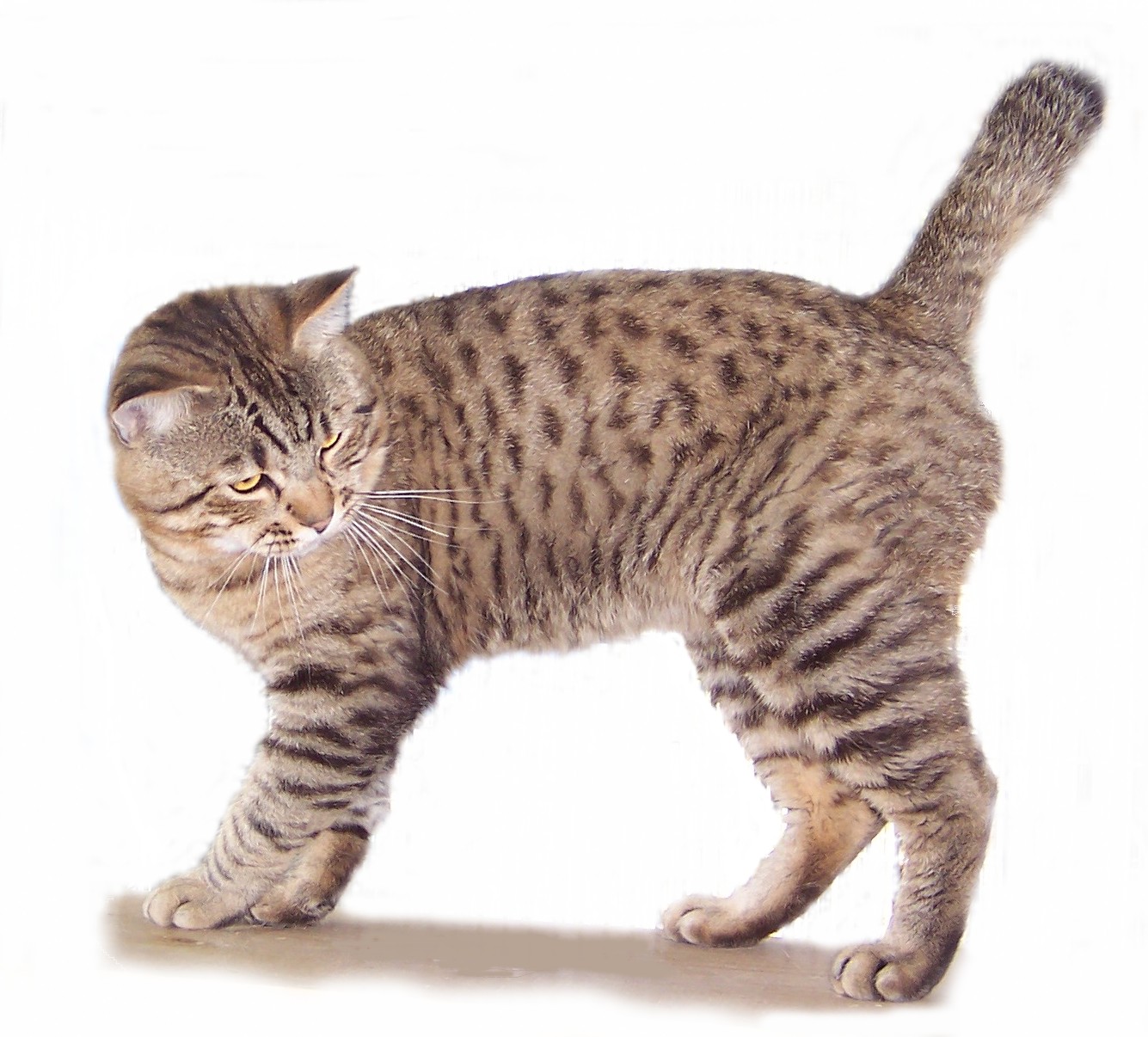 American_Bobtail.jpg