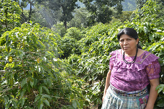 sustainable-coffee-farming.jpg