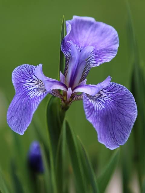 Iris-setosa.jpg