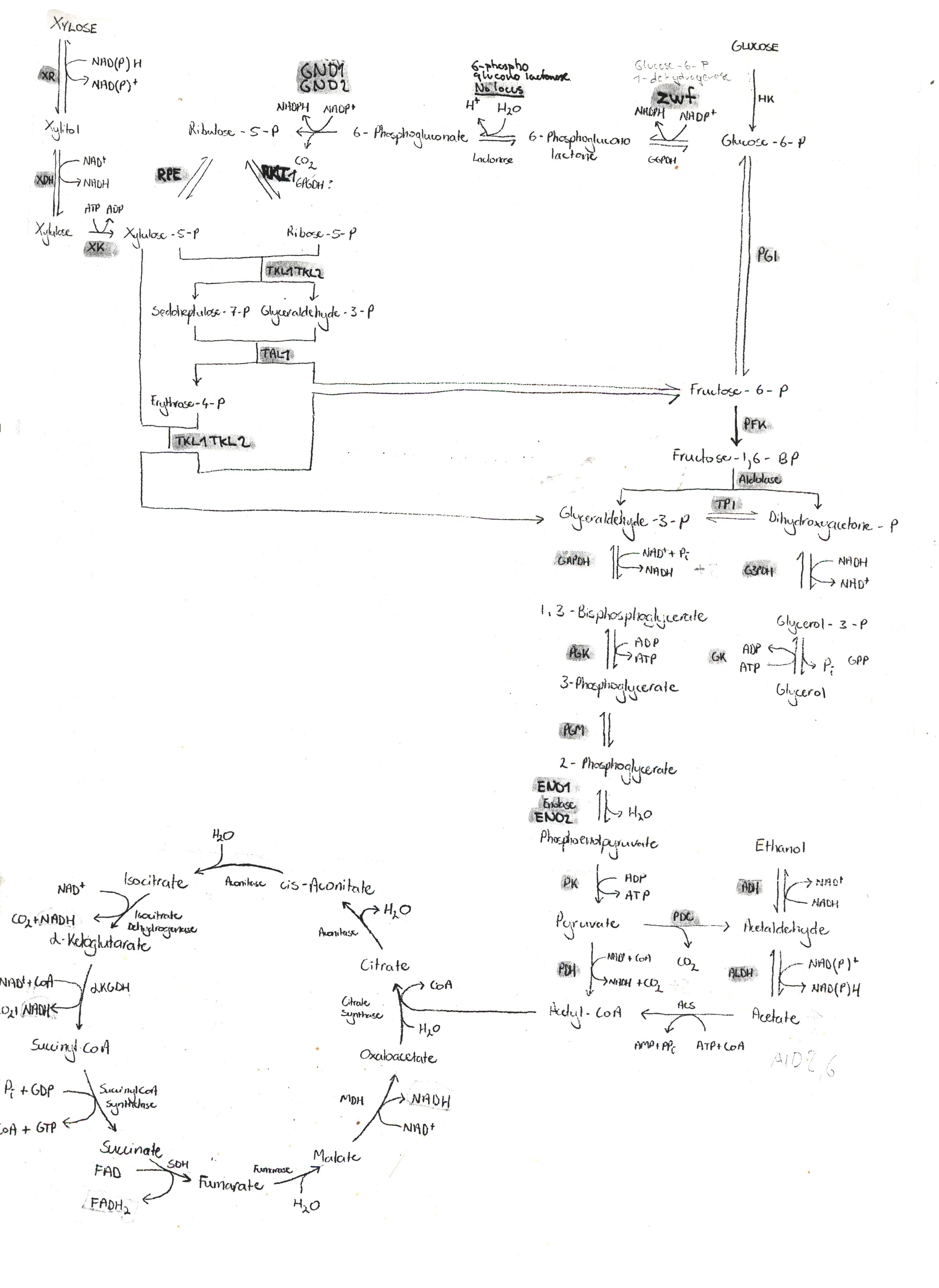 Saccharomyces_cerevisiae_metabolic_map