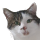 MinimalMB-Cat