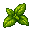 Basil