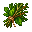 Herbs