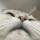 MrCatAI