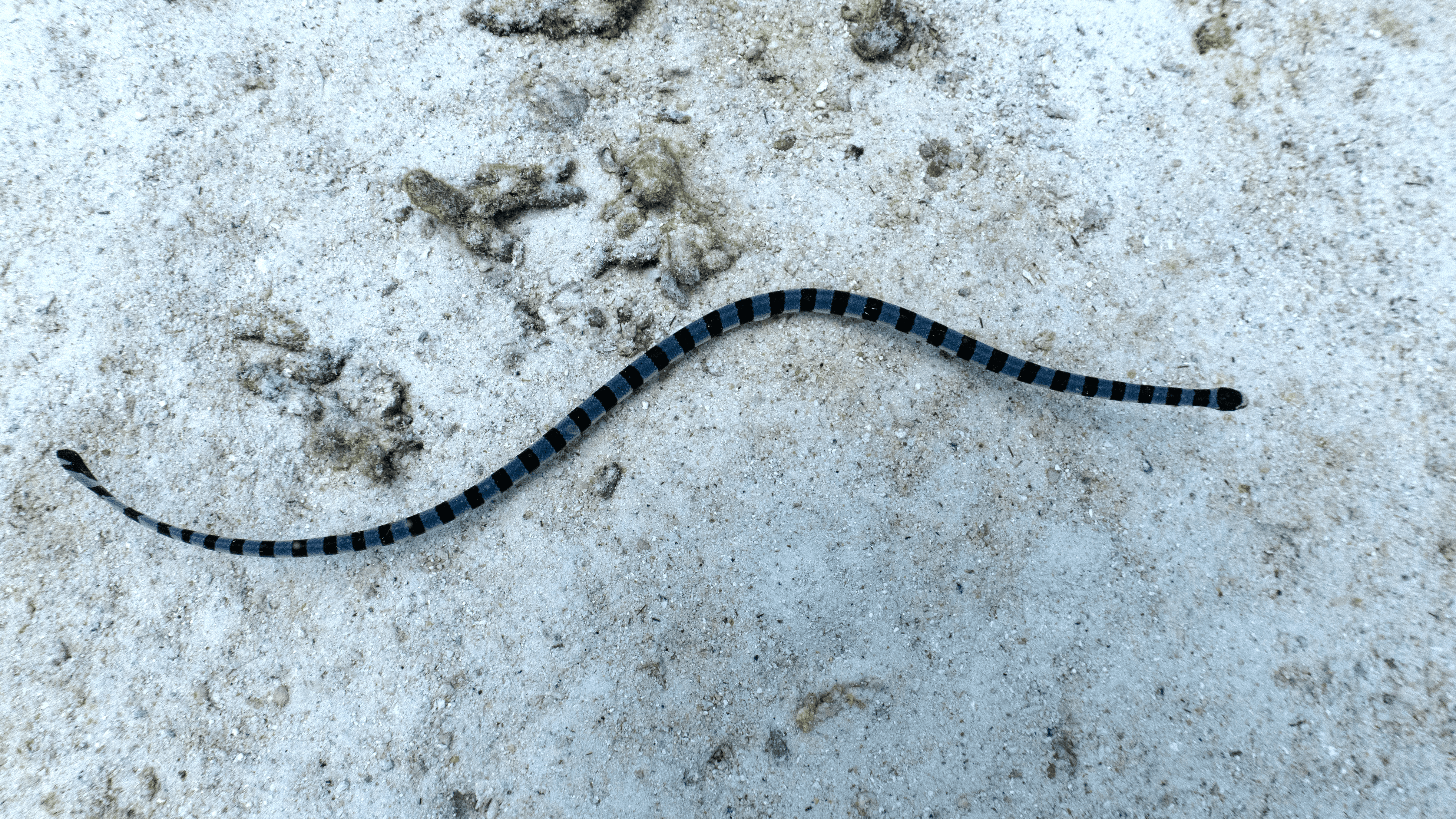 Sea kraits