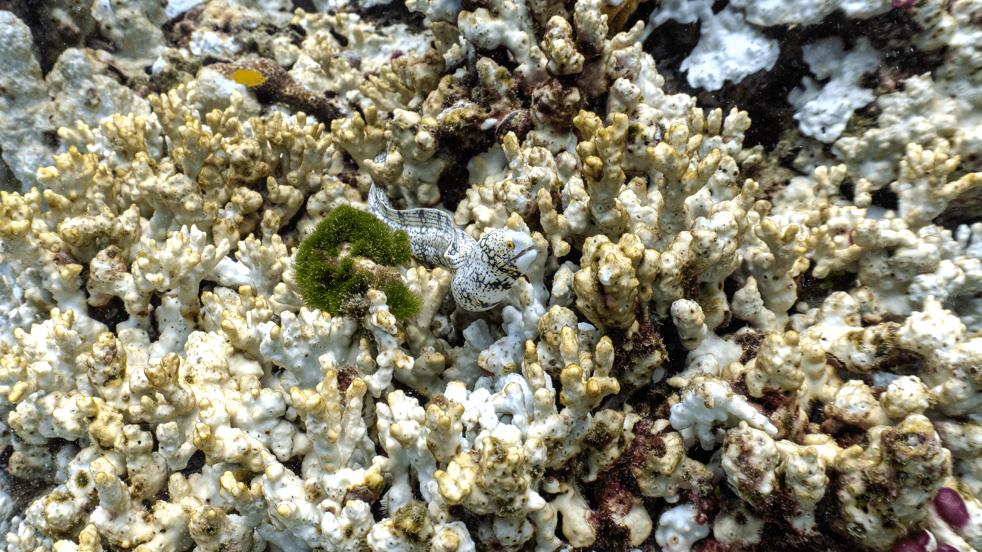 Snowflake moray