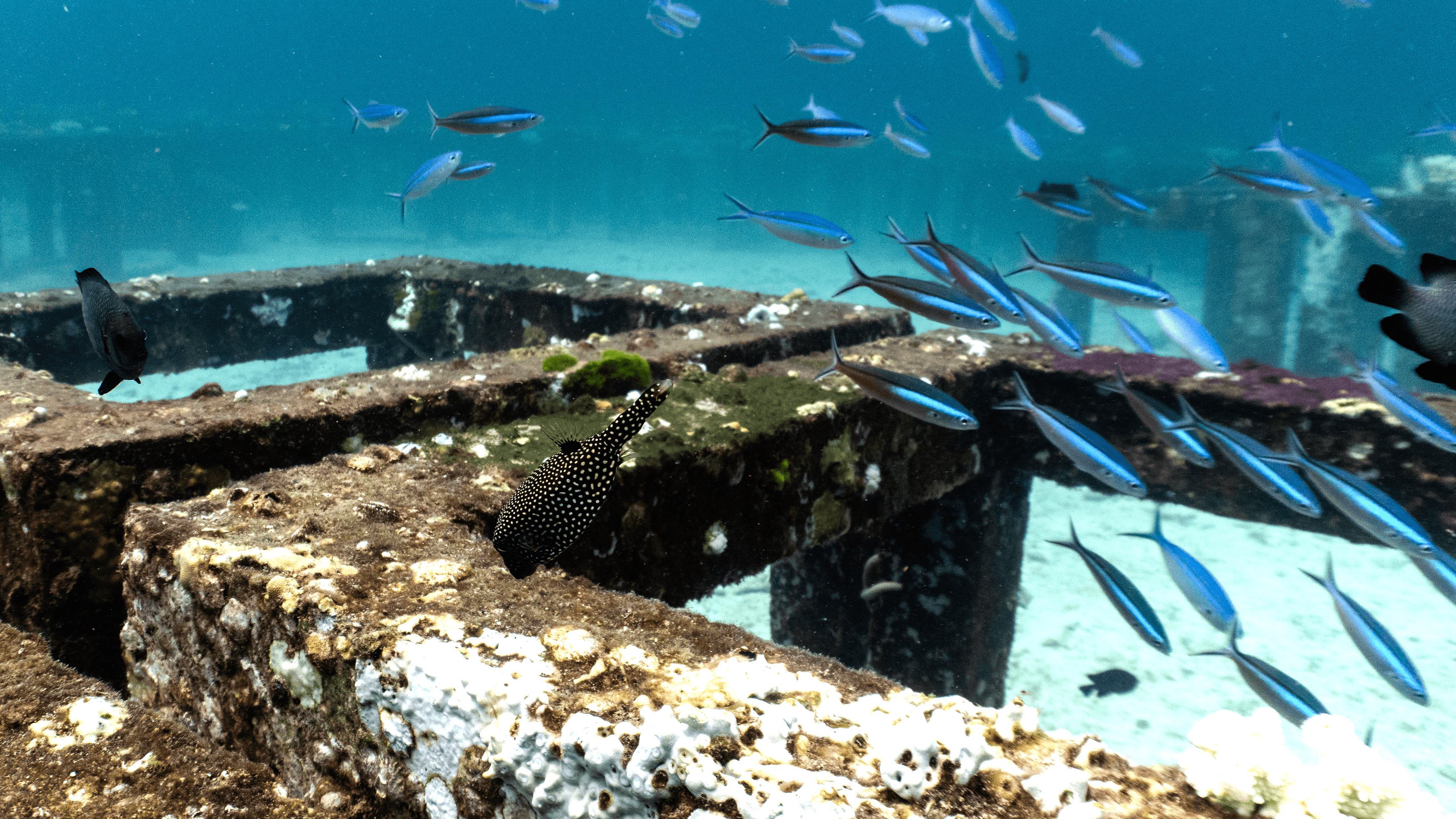 Spotted boxfish