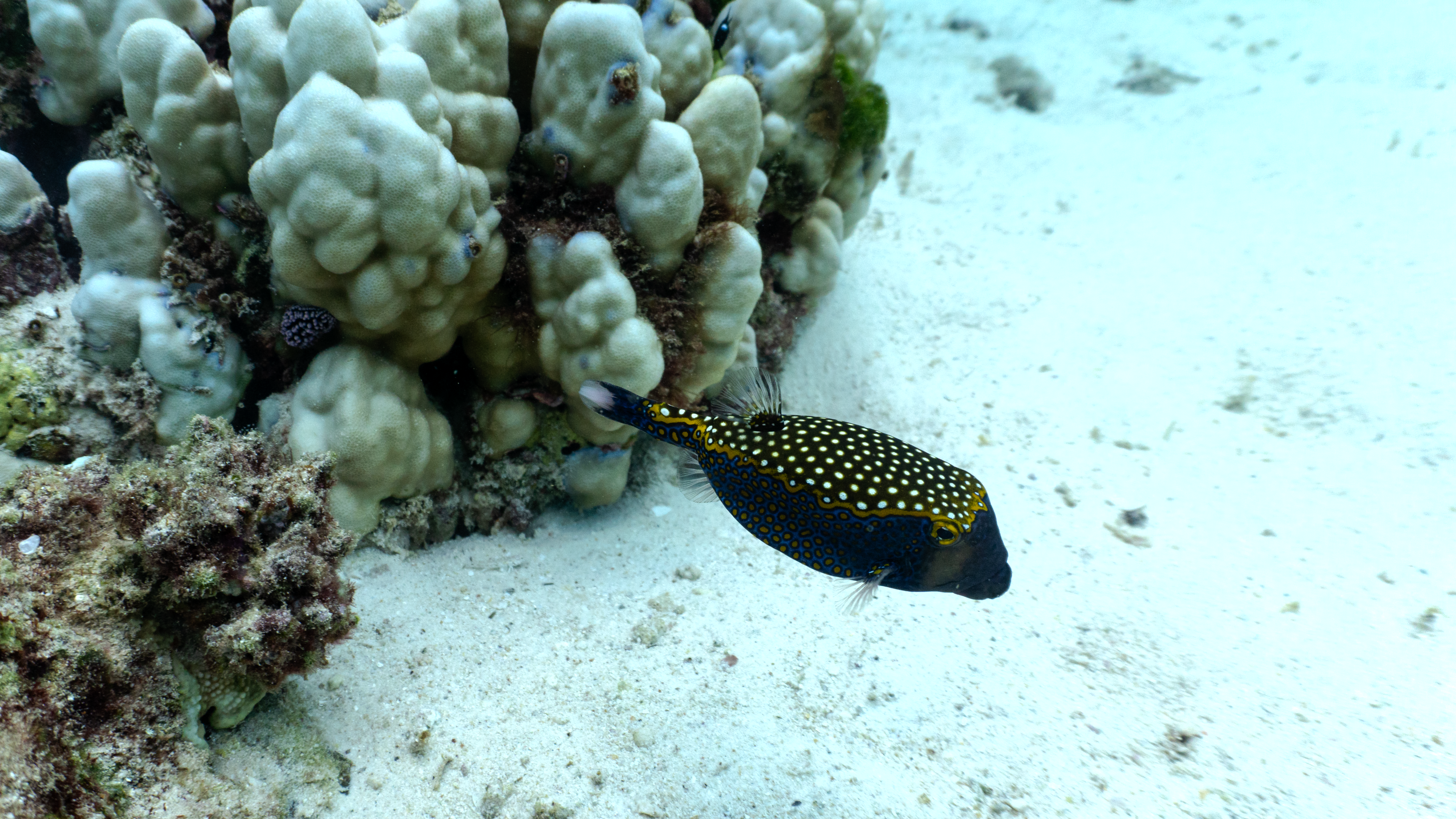 Spotted boxfish