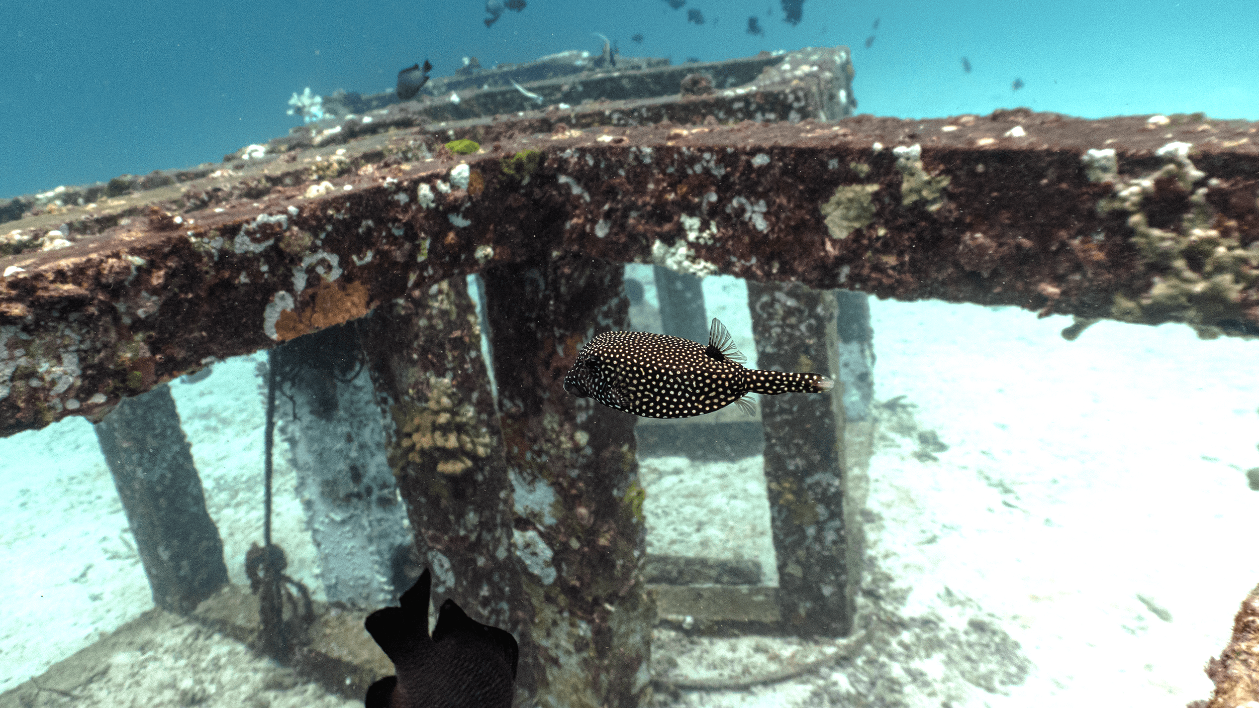 Spotted boxfish