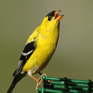 goldfinch.png