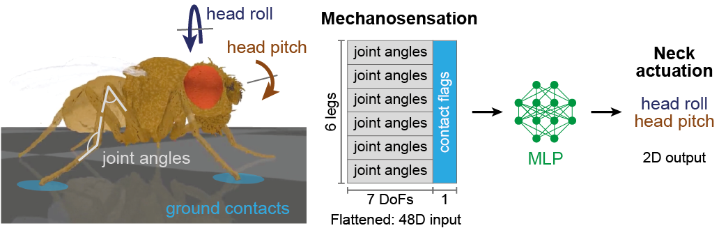 https://github.com/NeLy-EPFL/_media/blob/main/flygym/head_stabilization/head_stabilization_schematic.png?raw=true