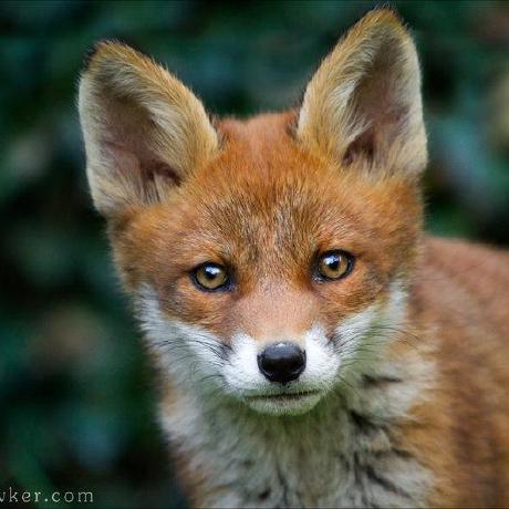 NolanFox