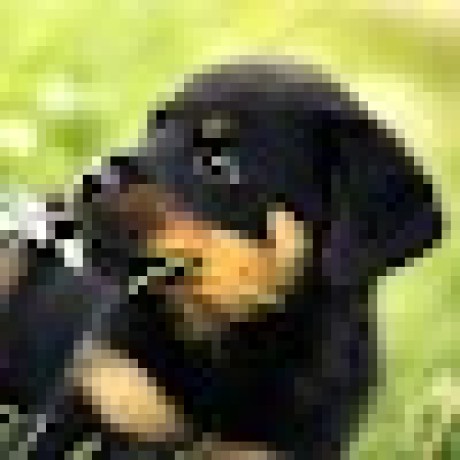 discusser-avatar