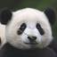 OldPanda