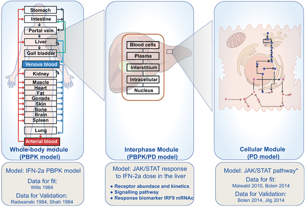 Kalra et al 2019 Quantitative systems pharmacology of interferon alpha administration A multi-scale approach.png