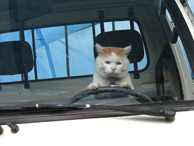 cat_driver.jpg