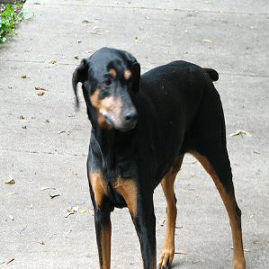 doberman.png