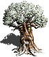 Tree of Knowledge - snow