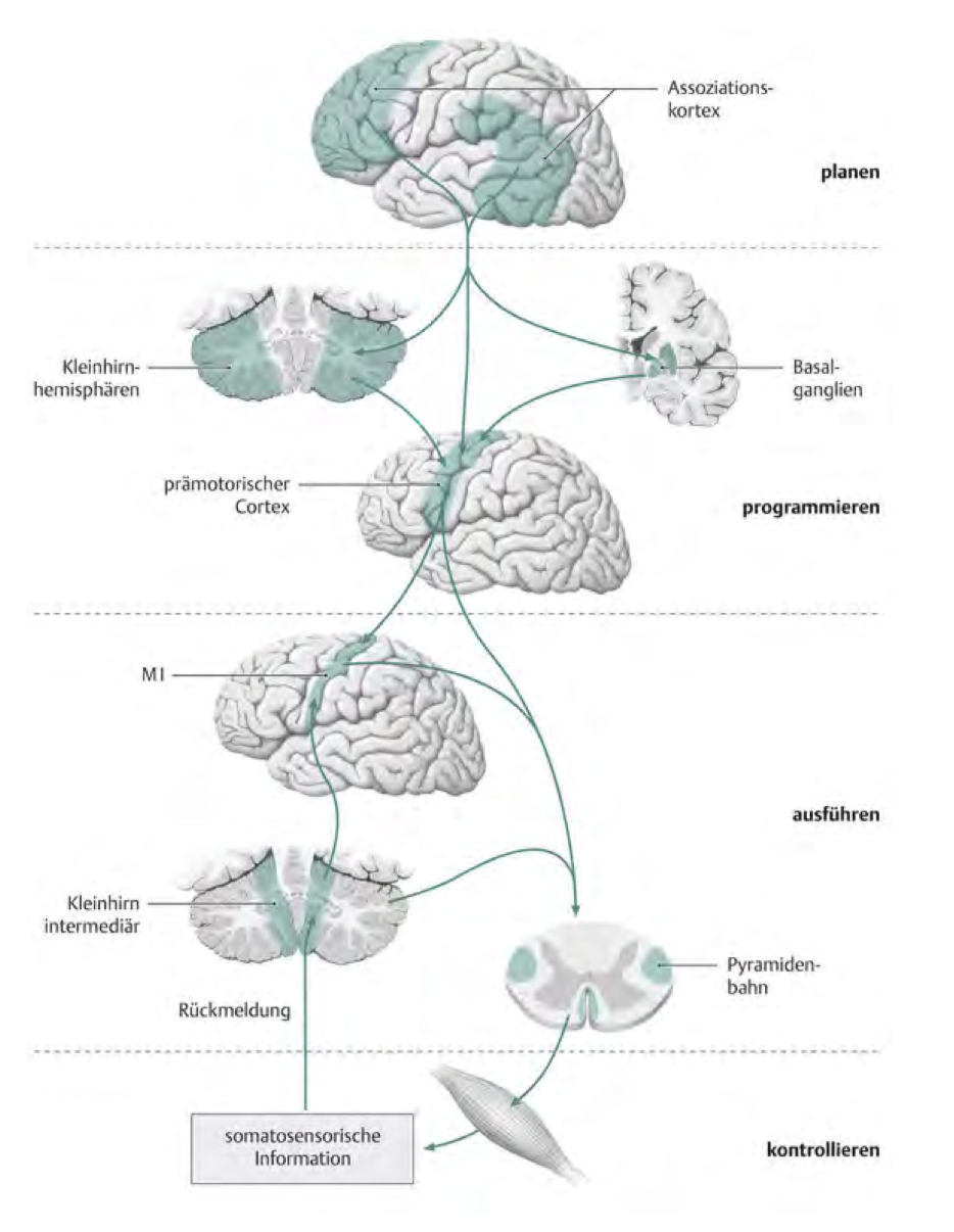 Funktionelle Neuroanatomie des Sprechens