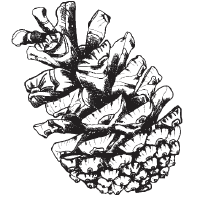 PineCC