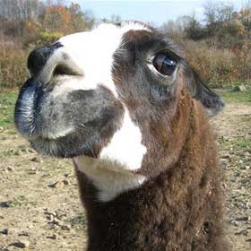 llama.jpg