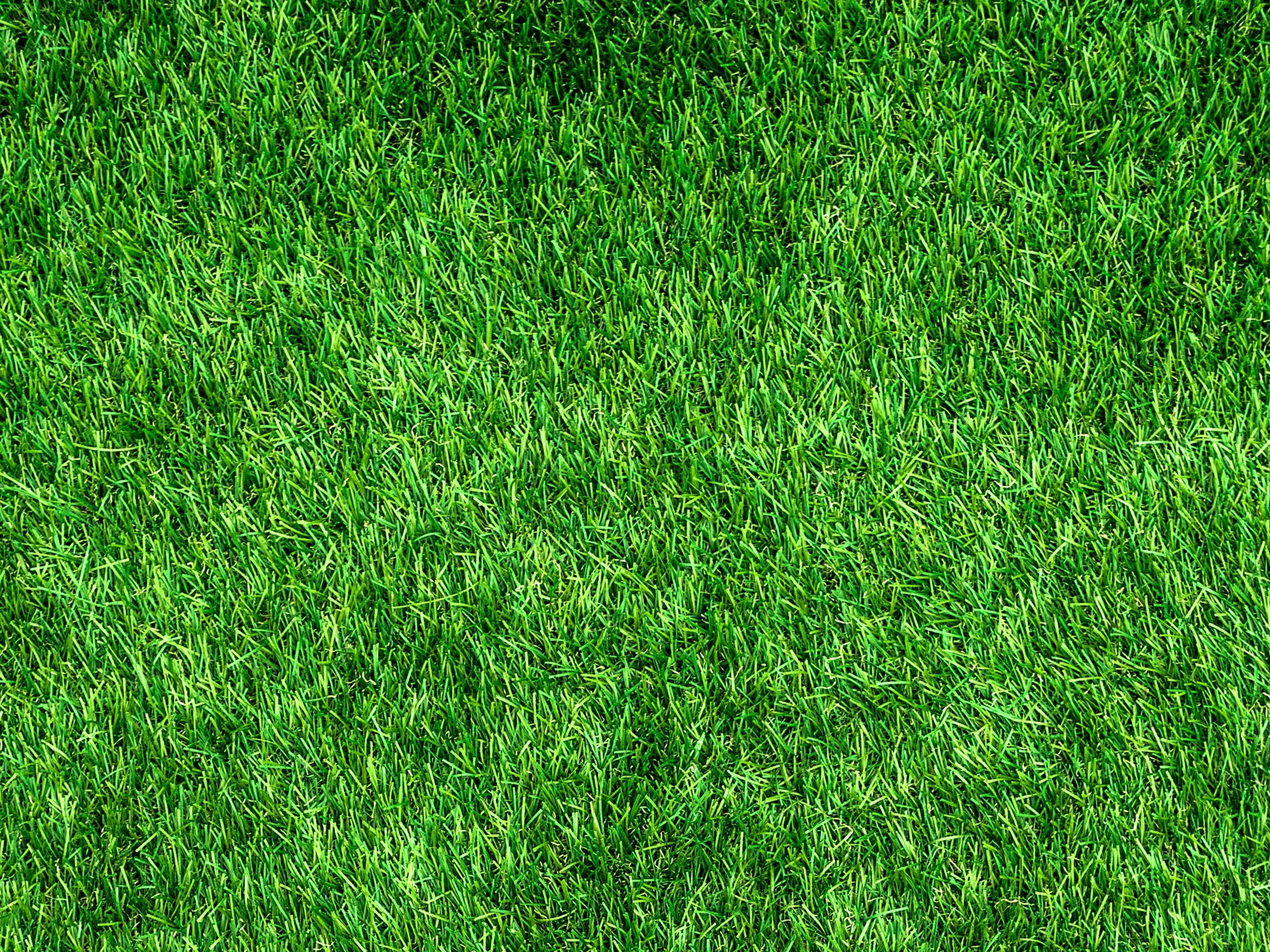 grass.jpg