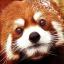 RedPandaProjects