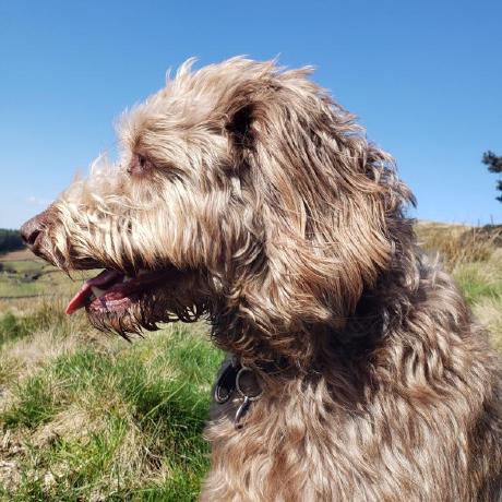 ReggieDoodle