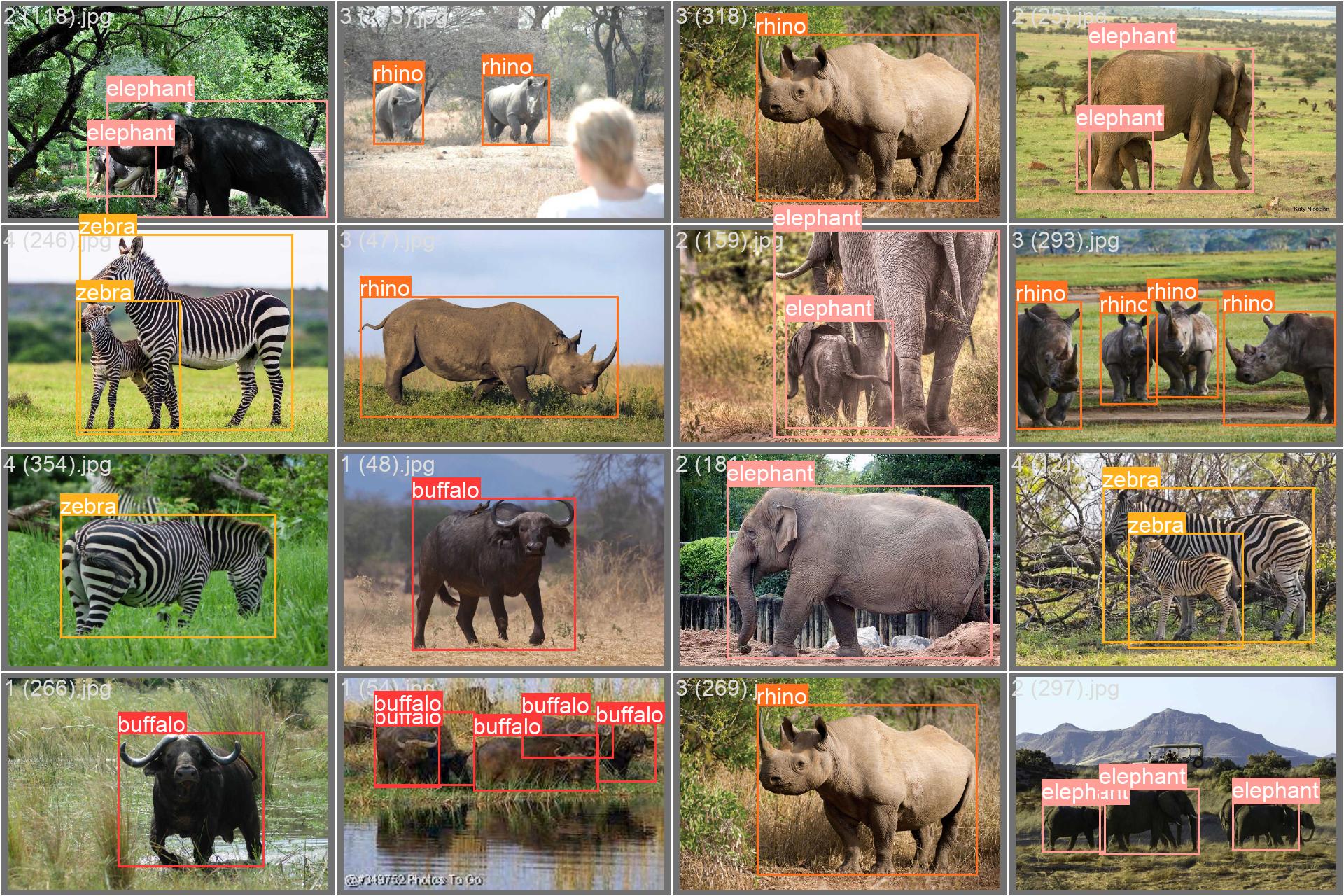 Jeu de données sur la faune africaine image échantillon