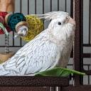 libscope GitHub avatar