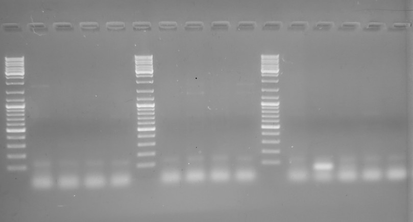 Gel image from 2nd PCR with anneal temp of 55C, showing no bands
