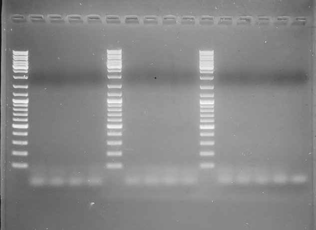 Gel image from C.sikamea-specific primers