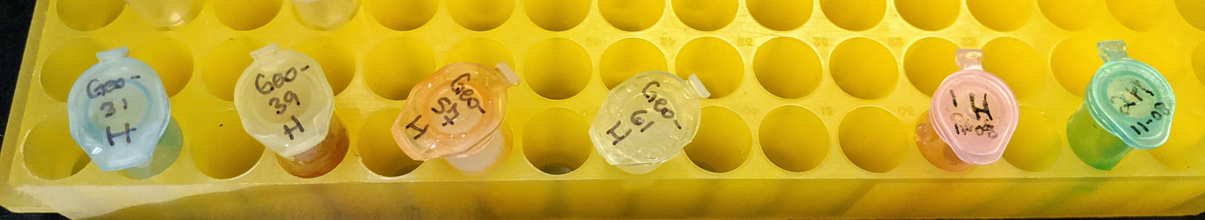 Hemo samples used for RNA isolation in tube rack