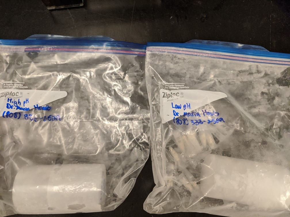 two bags of frozen tissues, low and high pH