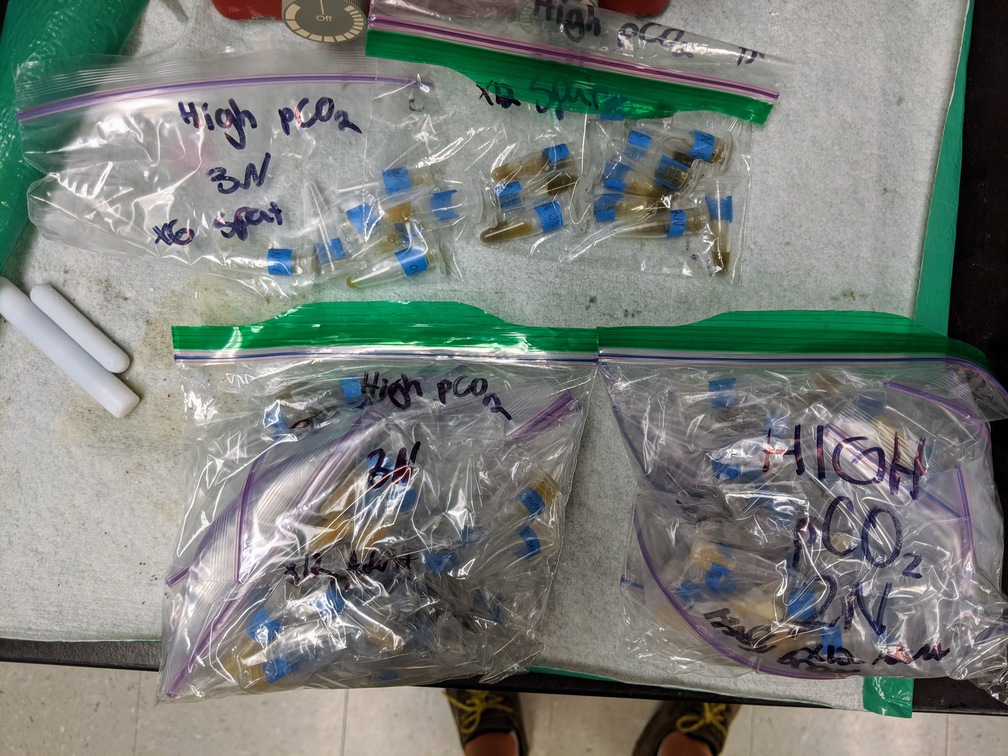 Four labeled bags containing sample tubes