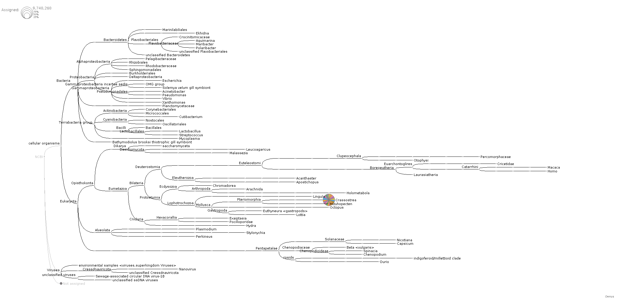 Phylogenetic tree of unmapped BSseq reads generated by MEGN6 software showing that most reads in all samples examined are assigned to the Genus "Crassostrea"