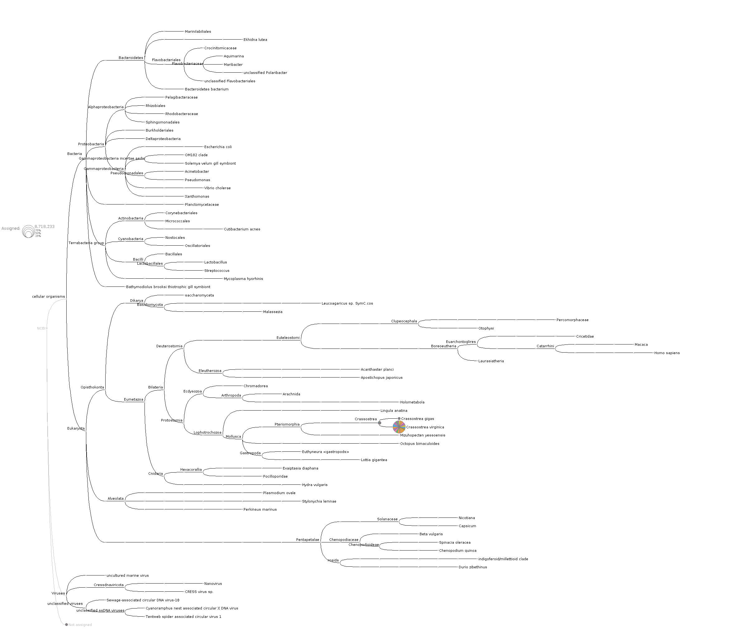 Phylogenetic tree of unmapped BSseq reads generated by MEGN6 software showing that most reads in all samples examined are assigned to the Species"Crassostrea virginica"